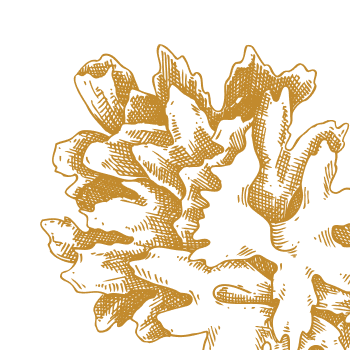 Drahocenná zázračná houba