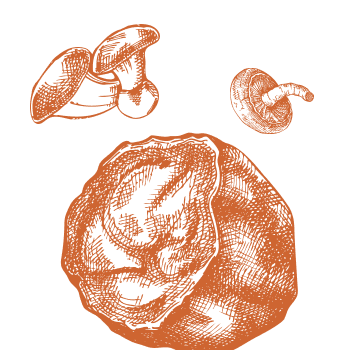 Pro rovnováhu organismu