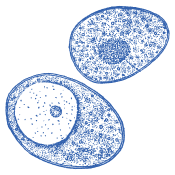 Kvalitní volba na každý den