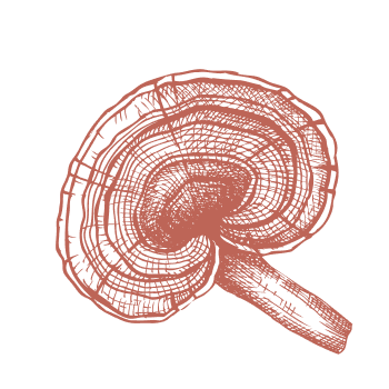 Navraťte se k tradici