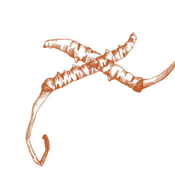 Postarejte se o své tělo s mocí hub